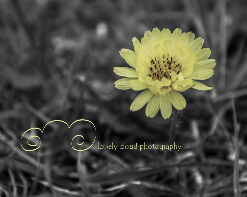 Yellow Flower