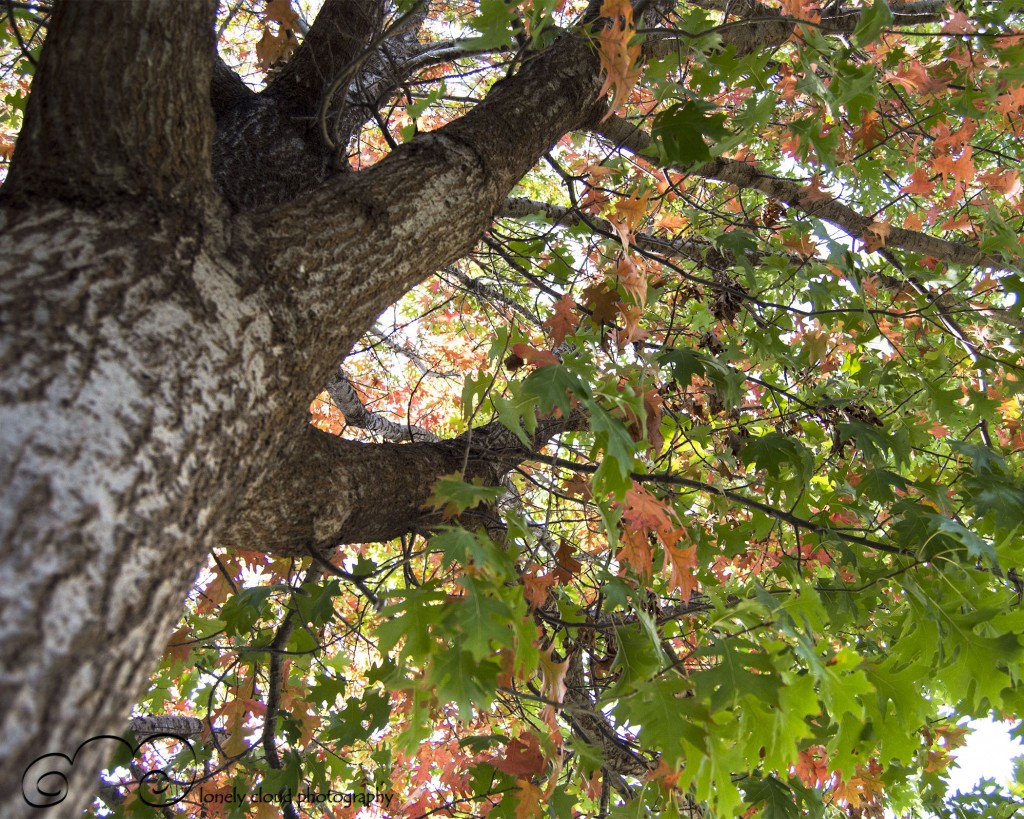 The red oak in our front yard is starting to bring out its fall wardrobe. 